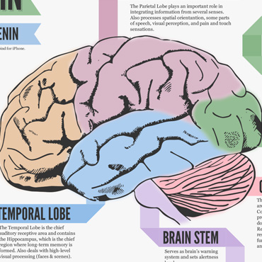 Brain Infographic